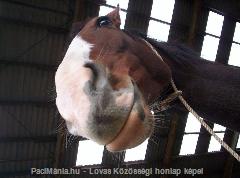 Lepó : Horse Photo